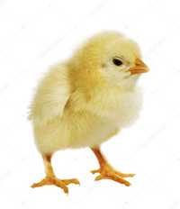 Продам корм для цыплят бройлеров РОСТ премиум