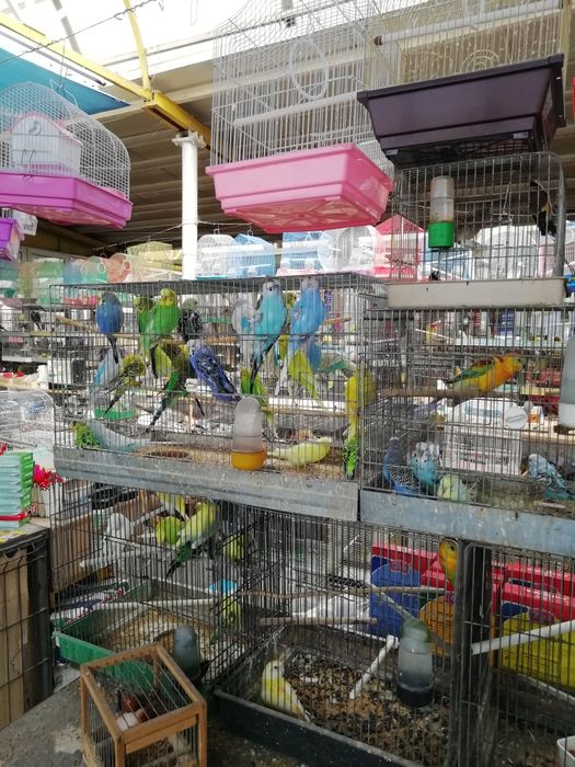 Nimfe și Perusi și alte păsări