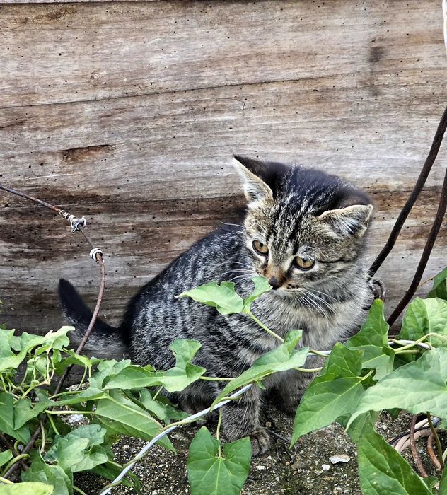 Подарявам котенце