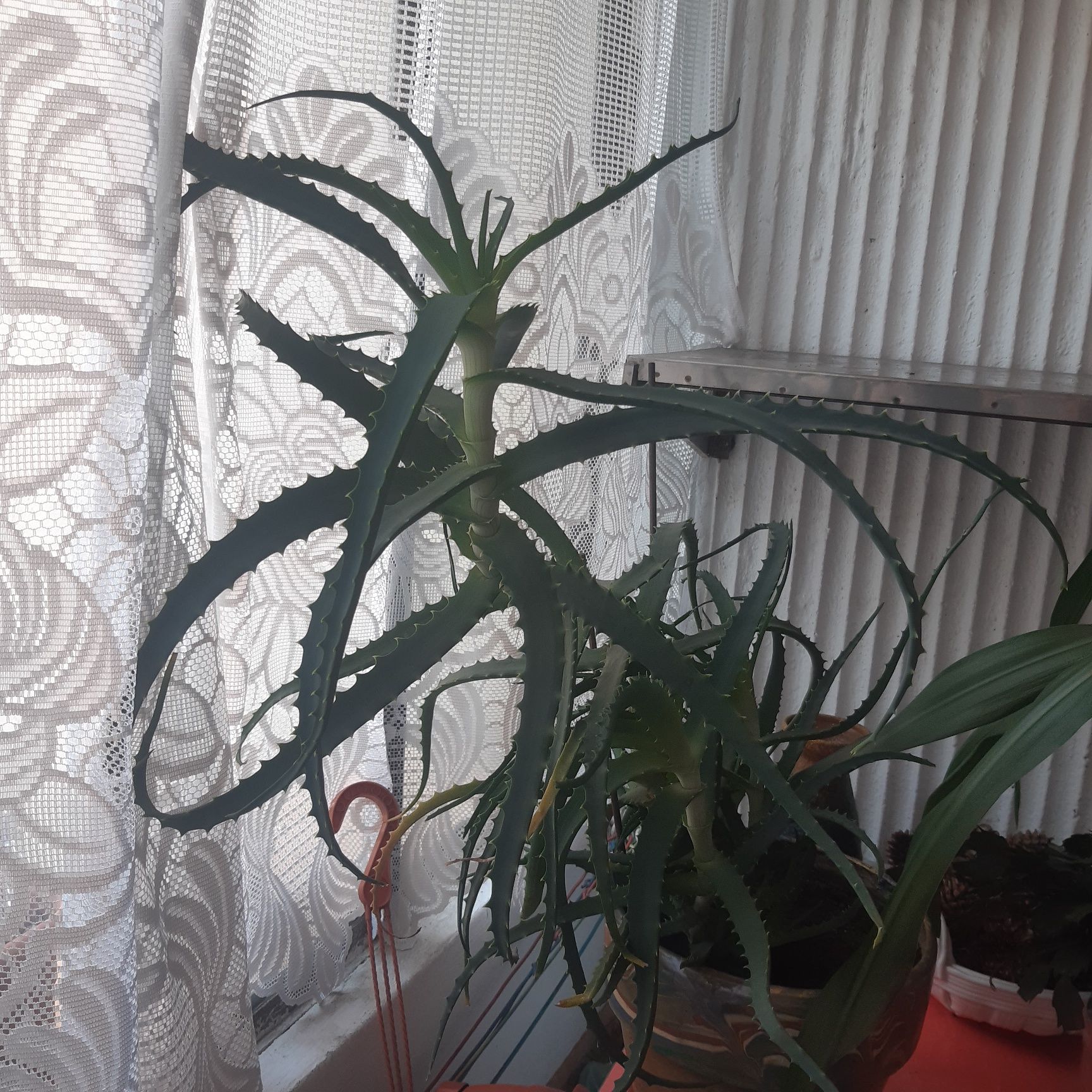 Aloe Vera planta apartament