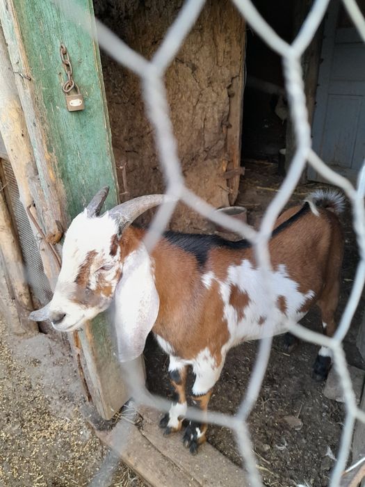 De vanzare 700 lei bucata