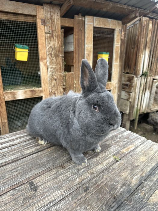 Iepuri albastru vienez