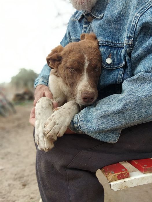 Пидбулл метис Стафор Продается