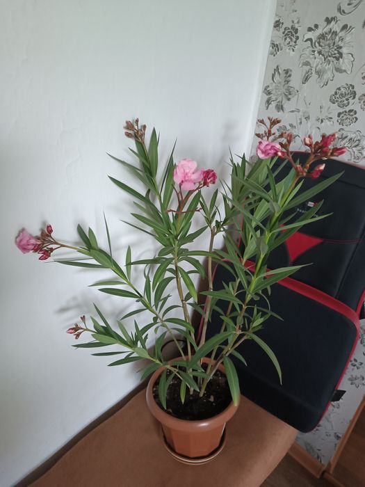 Олеандр (розовый, жёлтый, белый)