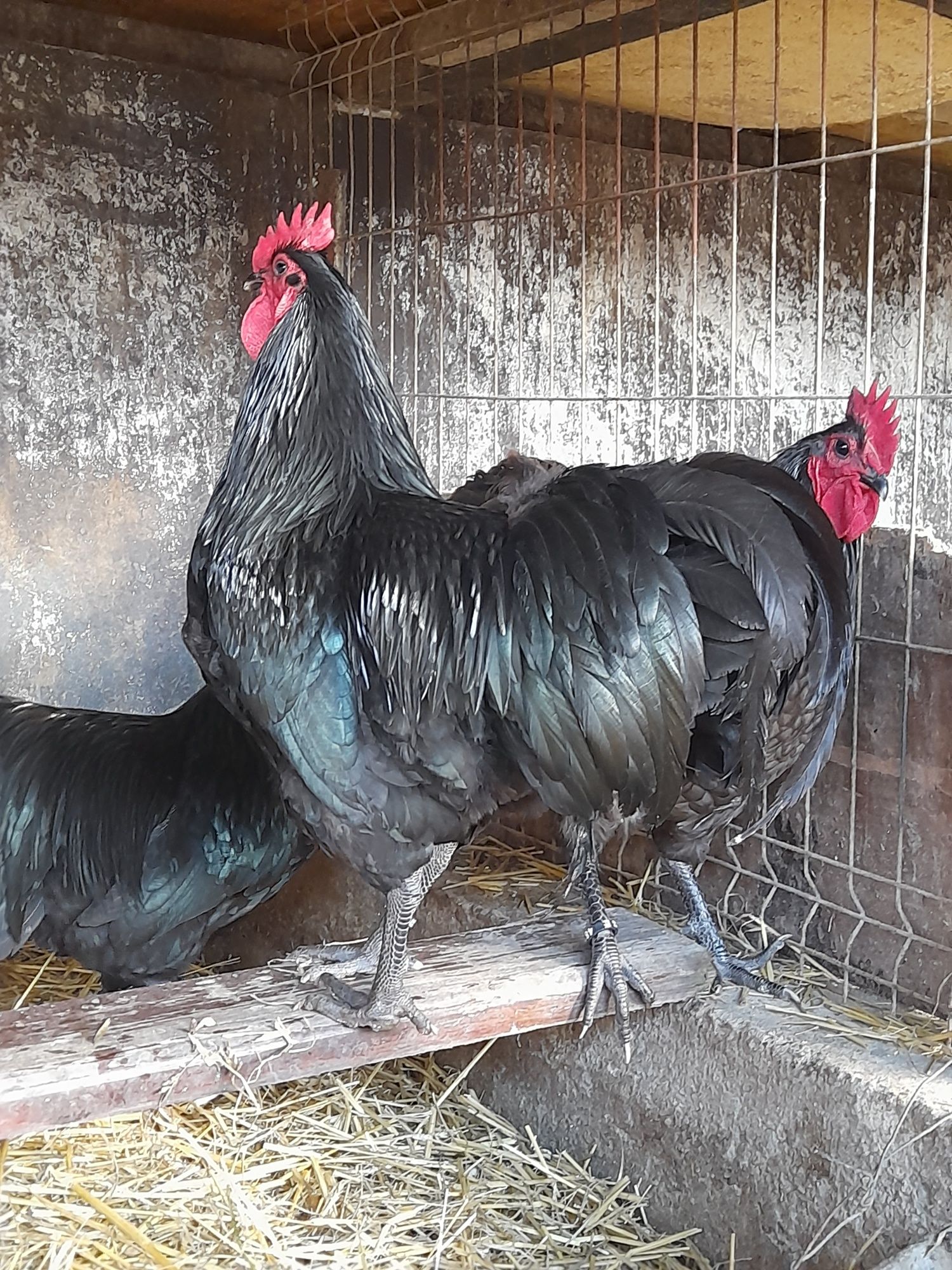 Vând ouă și pui din rasa de gaini Australorp Albastru si Negru