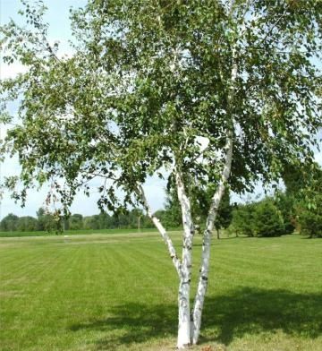 Vand thuja,mesteceni,tei,si puieti de orice fel!