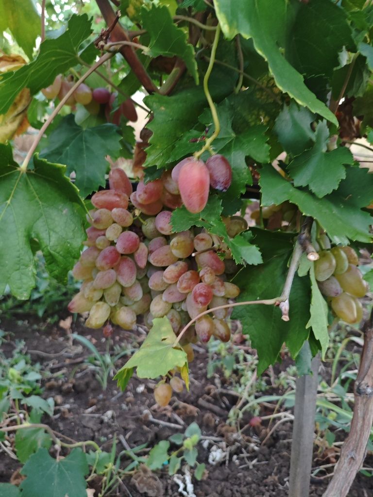 Грозде за ракия село Брестовица