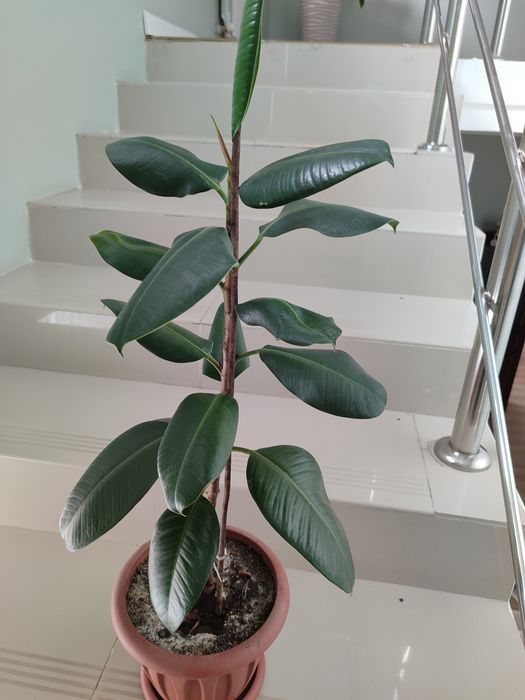 Продам комнатное растение Фикус