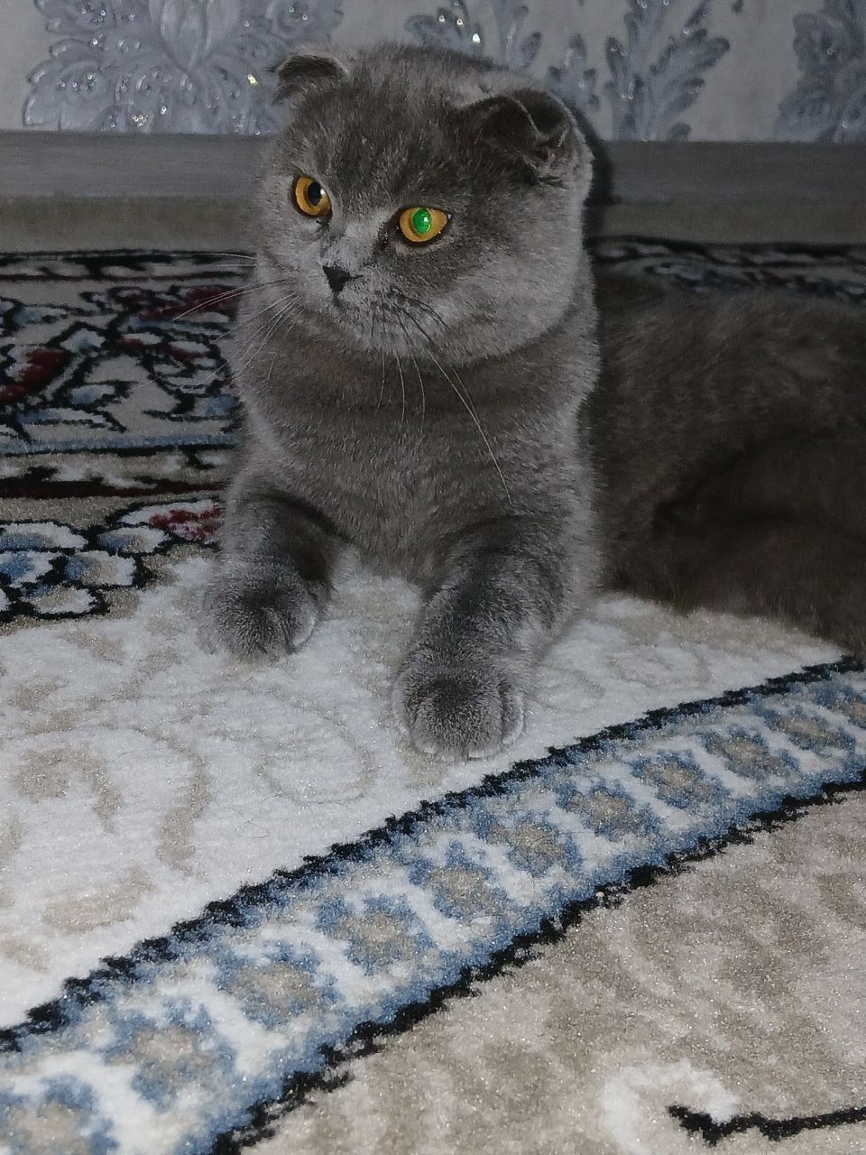 Кошка 7 месячная