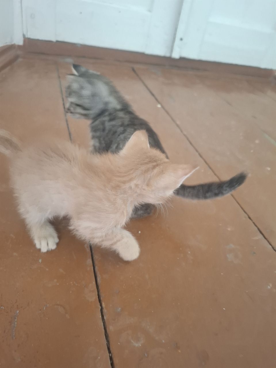 Двухмесячные котята