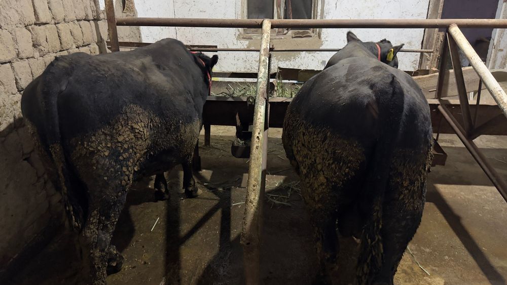 Aberdin Angus altayski