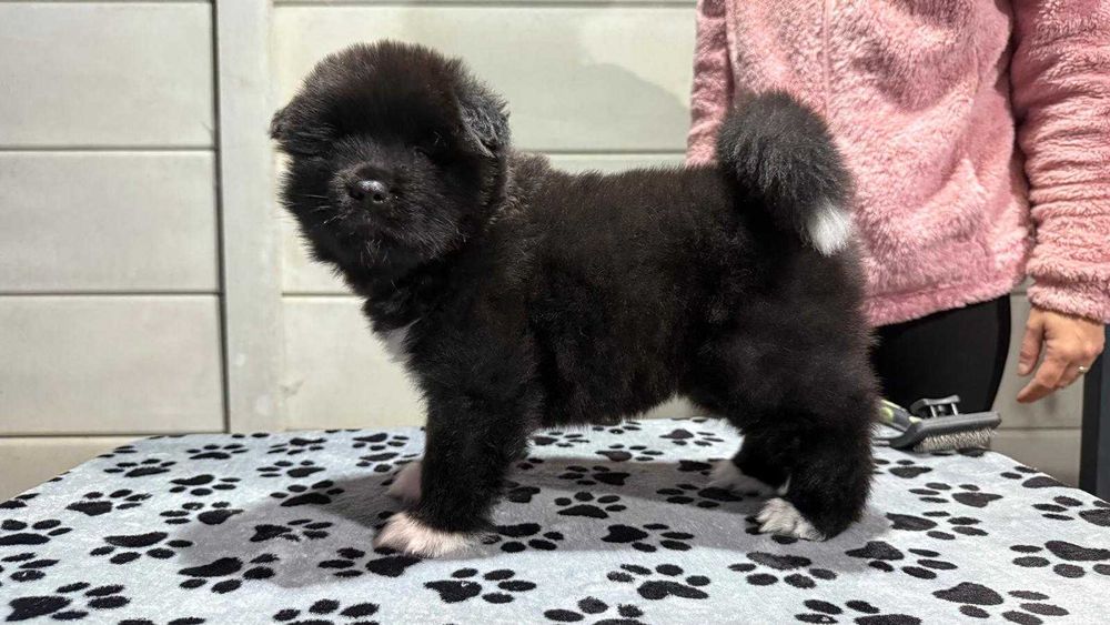 Pui Akita American Long Coat cu Pedigree
