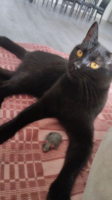 Здравствуйте! Потерялся кот.