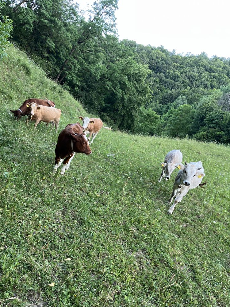 Vand juninci tinere pentru tinut sau sacruficat