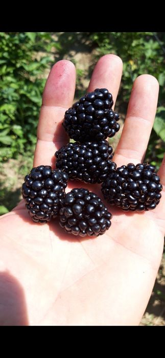 Vând butasi Mure Soiul Navaho și Zmeura Polka și Sokolica