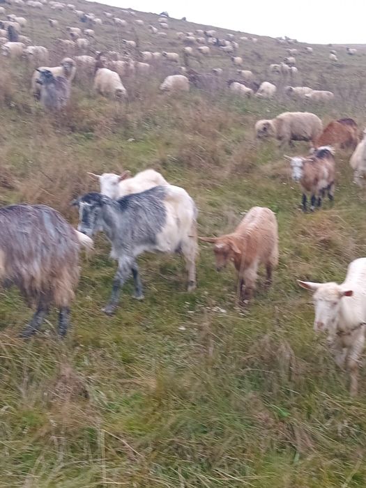 Vând capre sau schimb cu iapa