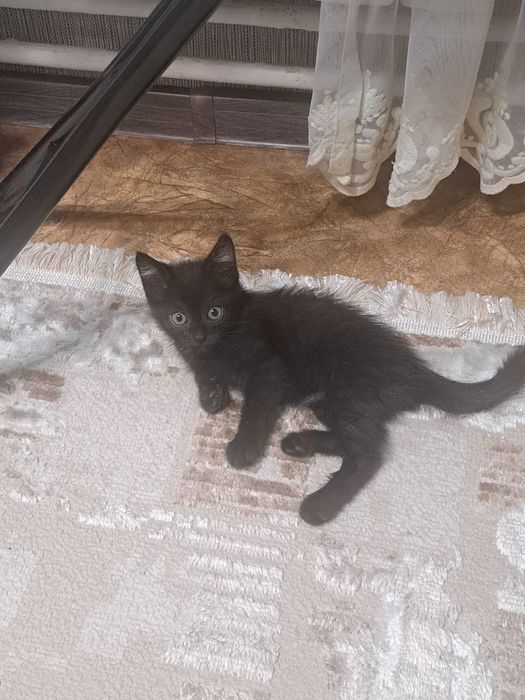 Котята в добрый руки