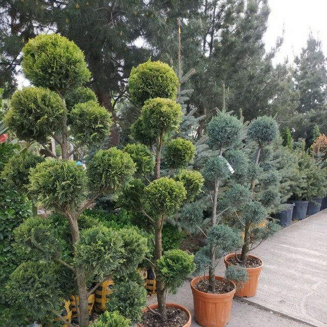 Archalar 1oy kafolat qurimasligiga