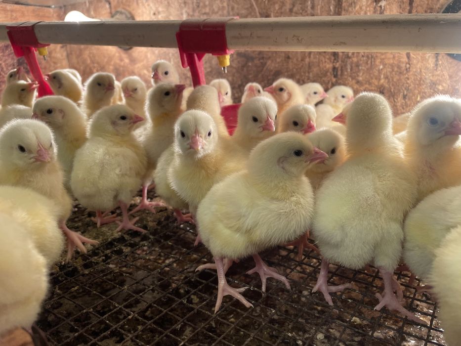 Суточные бройлеры