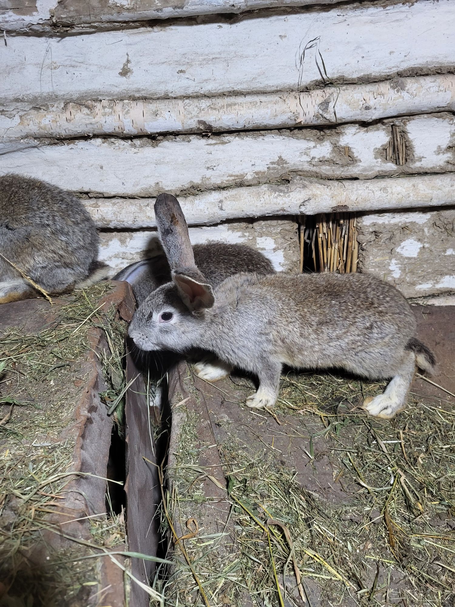 Продам кроликов в любом количестве