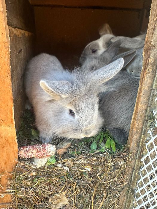 Vand iepuri cap de leu