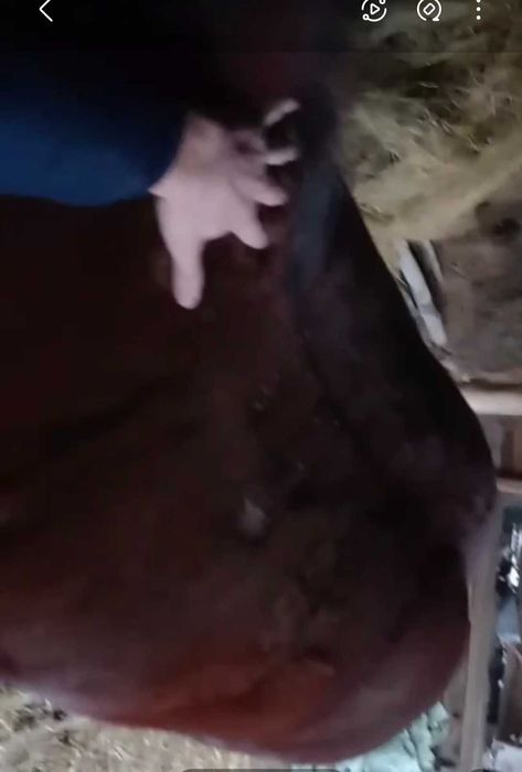 Vand iapa 7 ani  pretul este 4800 euro negociabil