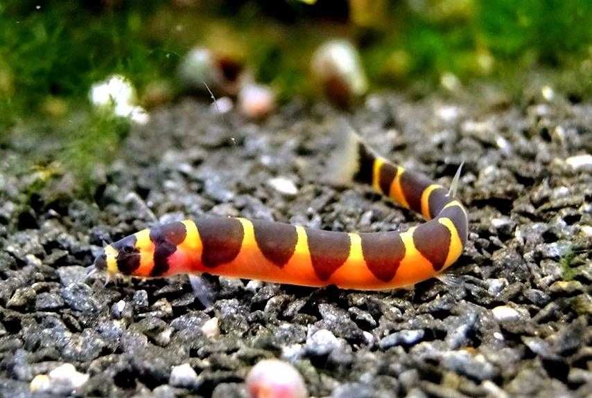 Акантофтальмус кюля в Аква-Зоо Салоне “Посейдон”