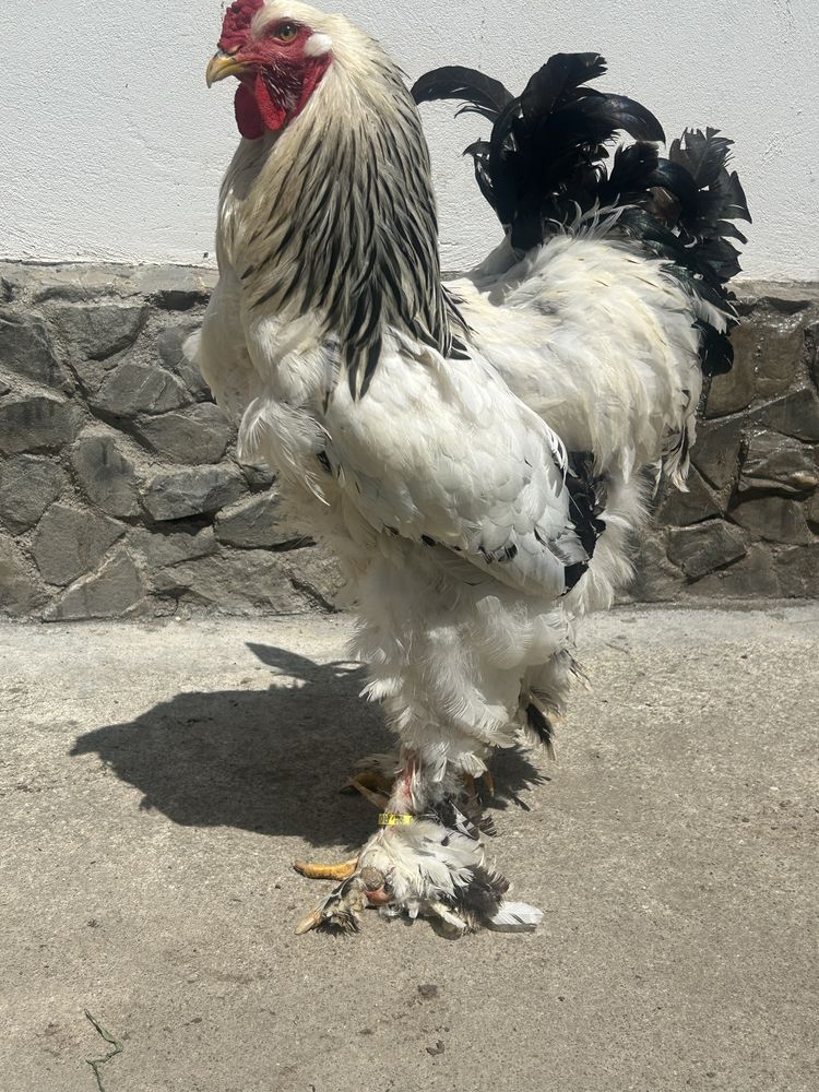 Cocosi brahma de vanzare pret 200 de lei