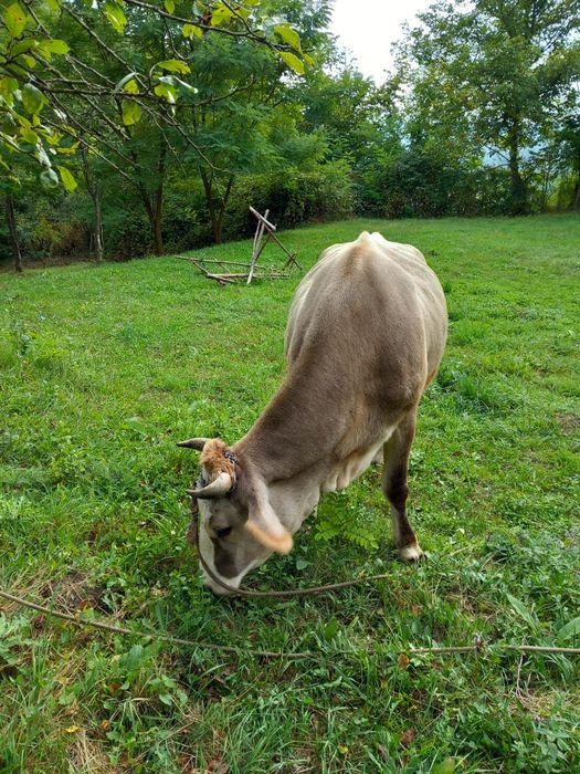 Vacă de vânzare în vulcana de sus județul Dâmbovița  gestantă în 5 lun