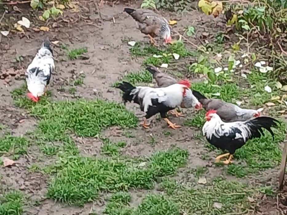 Cocoși Italiana argintie