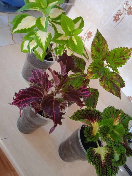 Продам комнатные цветы  колеусы