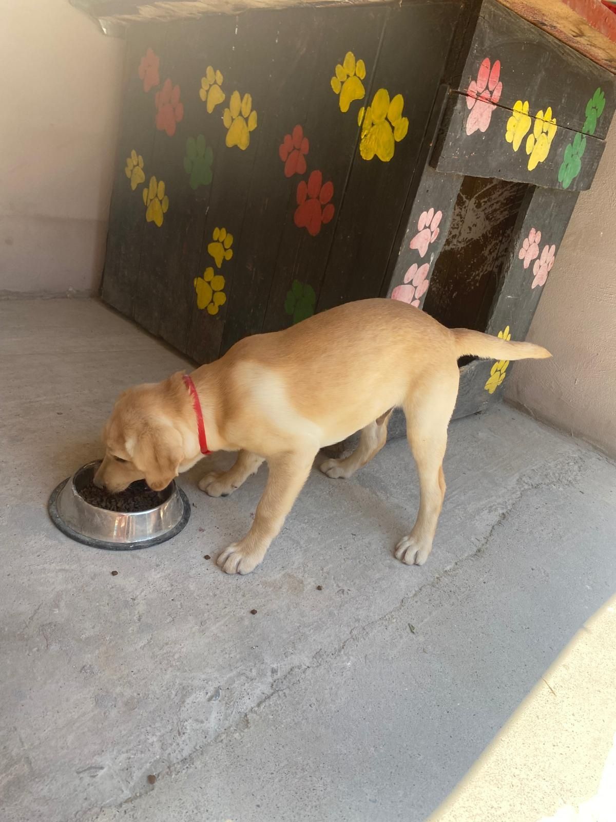 Labrador retriever cu certificat pedigri