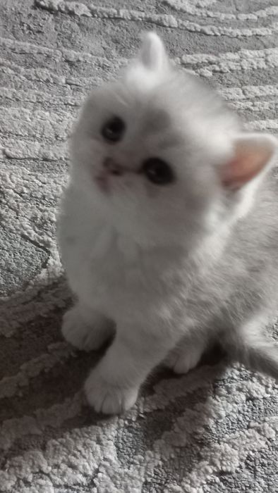 Элитные британские котята