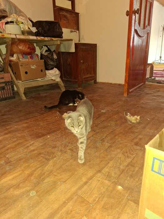 Продаётся 2 кошки Веслоухи