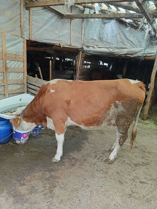 Vând vaci bălțată romaneasca