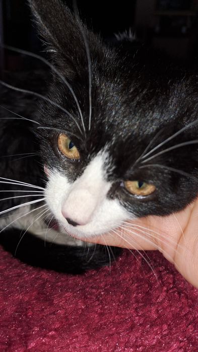 Подарявам коте на 2 месеца женско