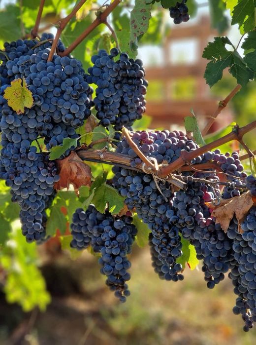 Продавам  грозде  собствено  производство