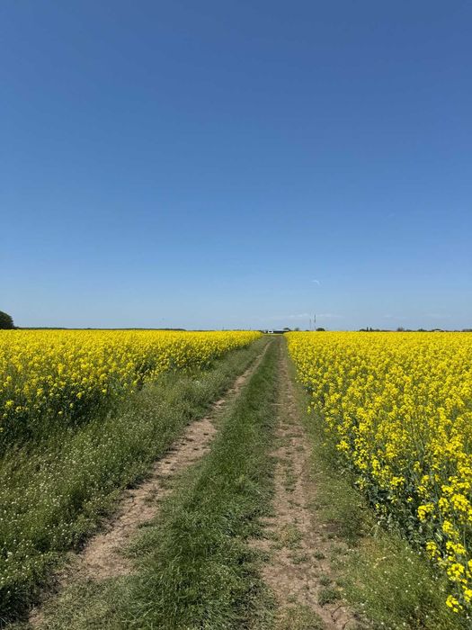 Teren Intravilan Dascalu Ilfov 13500 m2