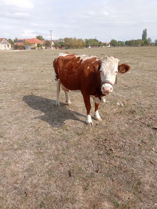 Vând vaca gestanta de 4 luni