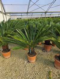Palmieri ornamentali aclimatizati
