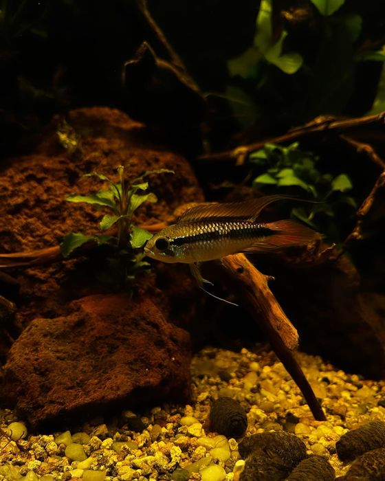 Mentenanță/ Startare/ Tratament Acvarii apa dulce