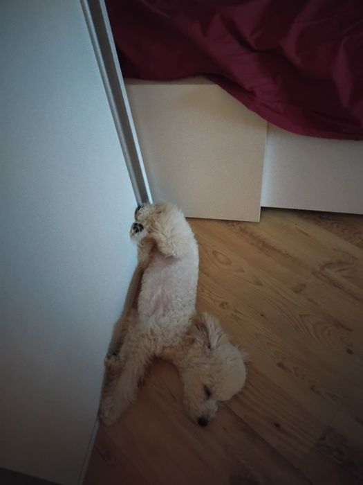 Той Пудел игрив и любвеобилен