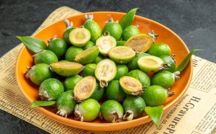 Фейхоа кучатлари узбекистонда