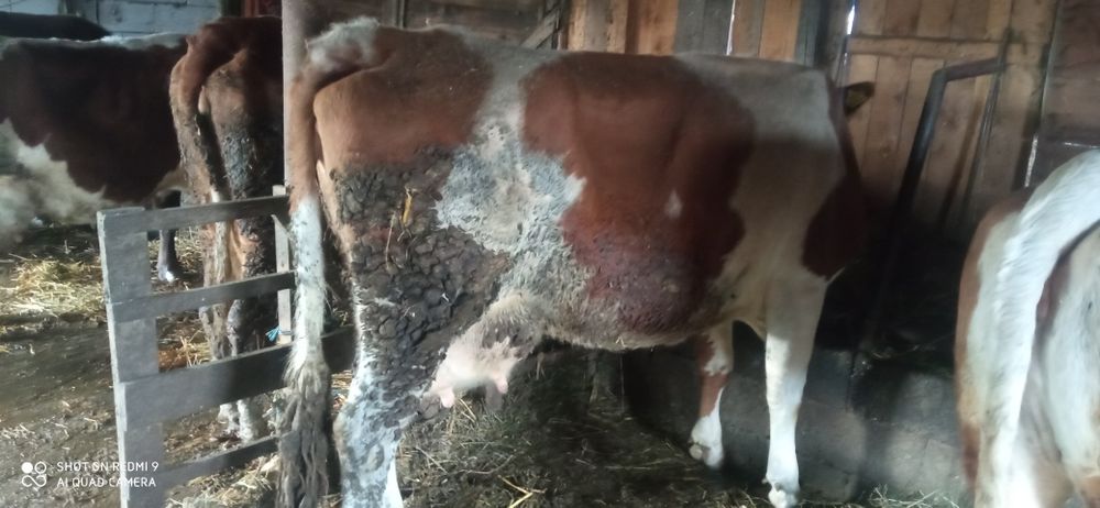 Vând vacă cu lapte