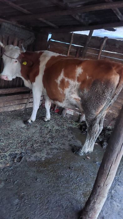 Vând două vaci baltate