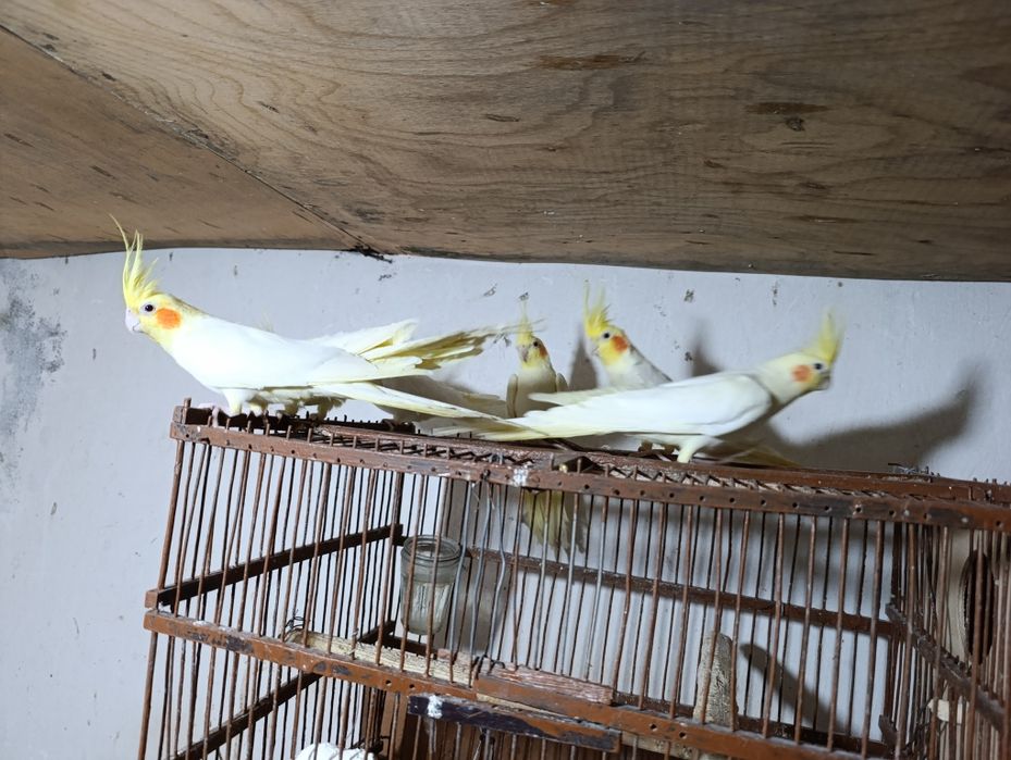 Птица попугай карелла жёлтый белый. Ручной. 5метр жойда Бир пара