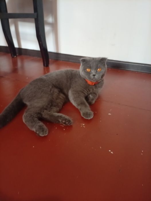 Харошая домашная кошка