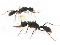 Harpegnatos venator муравьи