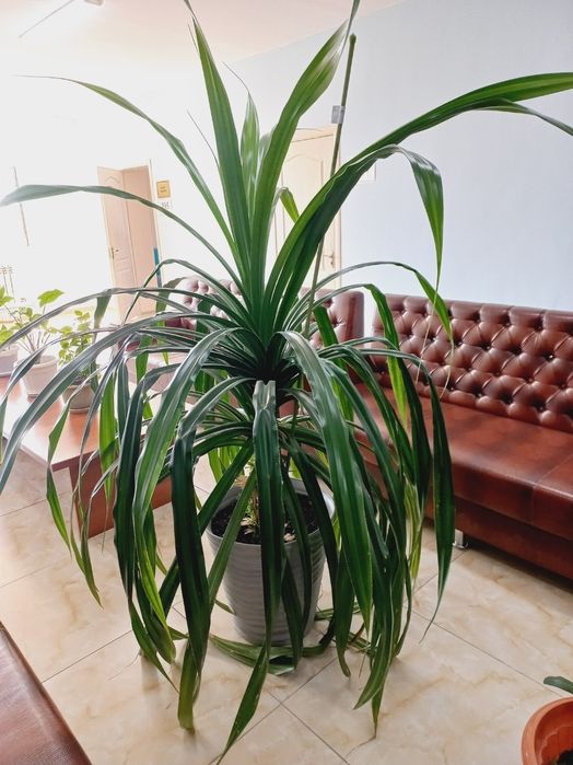 Продается комнатное растение