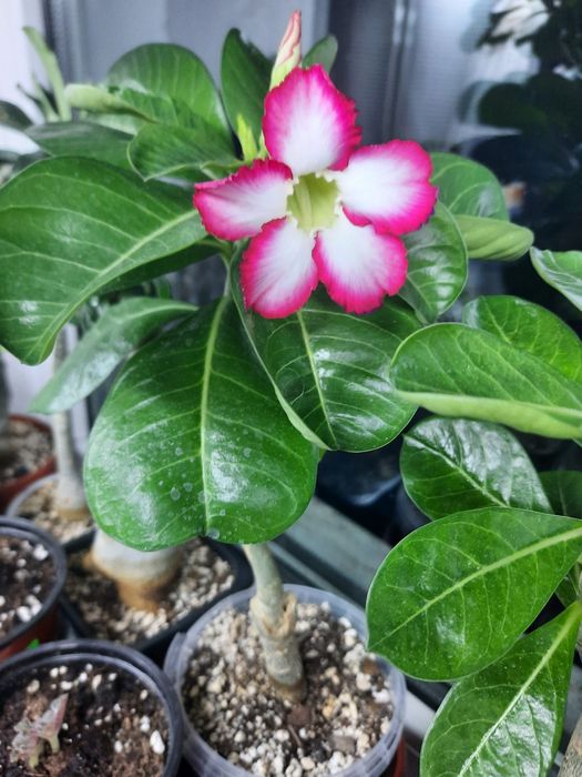 Продам адениум, роза пустыни